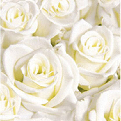 Detailní záběr na bílé růže s detailními okvětními lístky a středy v jemném světle - ideální designová inspirace pro Dunisoft ubrousky 40 x 40 cm 1/4 skládání od Duni GmbH.