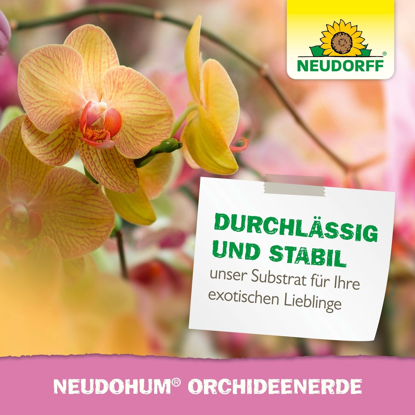 Detailní záběr na žluté a růžové orchideje s bílou cedulkou ukazuje NeudoHum OrchideenErde z Neudorff Shop. Vpravo nahoře se objevuje logo Neudorff se slunečnicí. Ideální tipy pro přesazování a zdravý růst orchidejí.