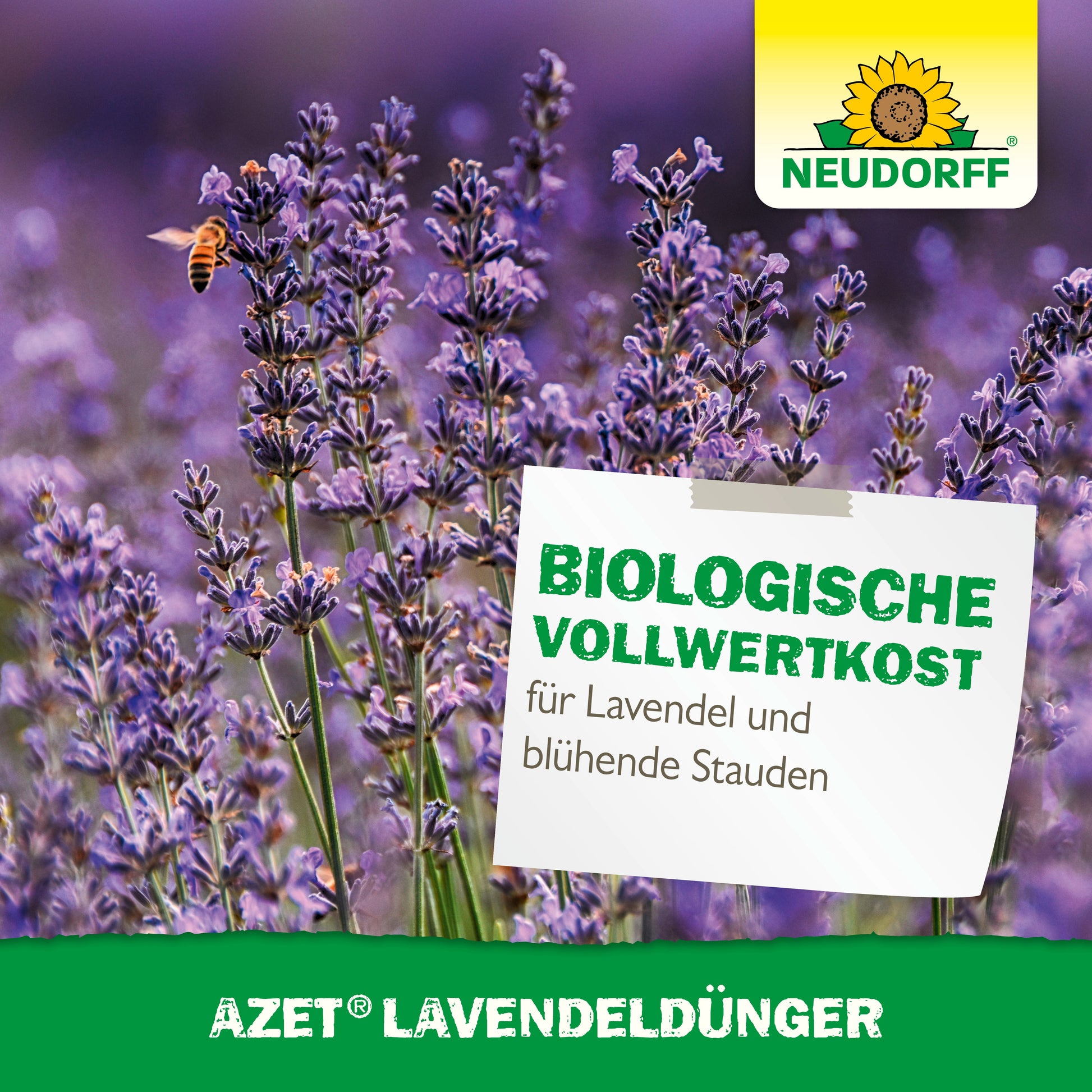 Eine Biene schwebt über lila-blauen Lavendelblüten, einem trockenheitstoleranten Strauch. Auf einem Schild steht: "Bio-Komplettnahrung für Lavendel und blühende Stauden". Zu sehen: Neudorff Shop-Logo und Azet LavendelDünger.