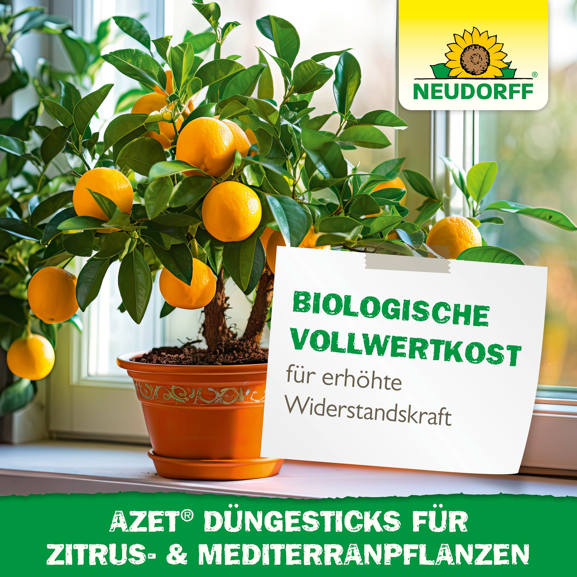 Ein getöpferter Zitrusbaum mit reifen Orangen steht auf einer Fensterbank. Ein deutsches Schild wirbt für Neudorff Shop Azet Düngesticks für Zitrus- & Mediterranpflanzen, ideal für mediterrane Kübelpflanzen, zur Stärkung der Widerstandskraft und für Bio-Nahrung.